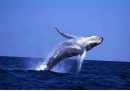 pc33whale1.JPG