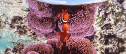 clown_anemonefish_mirror.jpg