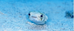 porcupinefish_kid.jpg