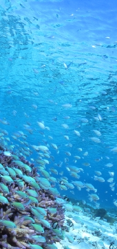 deba_coral_pink.jpg
