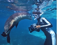 03a-su.sealion.jpg