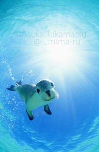 sealion_sunc.jpg