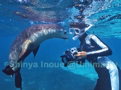 a-su.sealionc.jpg