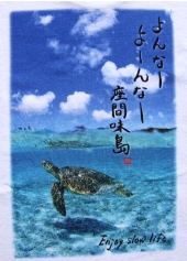 turtle_back.jpg