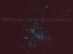 hikarikinmec.jpg