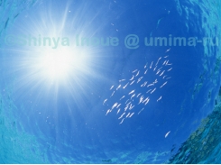 sun&smallfishc.jpg