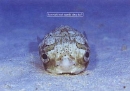 pc031.jpg