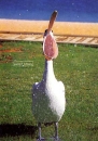 pc081.jpg