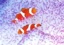 pc091.jpg